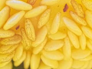 Close up shot of seeds of yellow bell pepper or capsicum over dark background