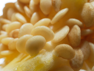 Close up shot of seeds of yellow bell pepper or capsicum over dark background