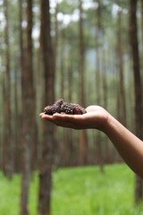 hand holding pine cone
