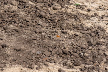 dry ground. Background image.