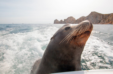 Naklejka premium Sea Lion on the back of fishing boat begging for bait fish in Cabo San Lucas Baja Mexico