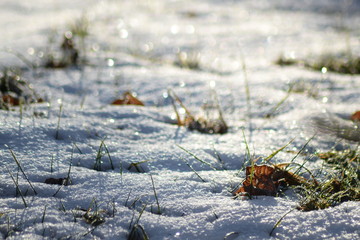A wintry meadow is sparkling in the sunlight
