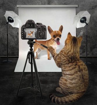 The cat photographer takes picture of his client dachshund in photo studio.