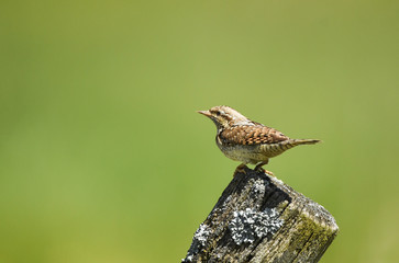 Wendehals am Baumstamm - Jynx torquilla