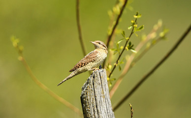 Wendehals am Baumstamm - Jynx torquilla