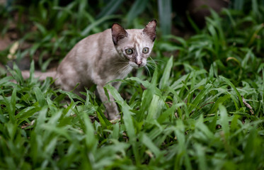 Cat on green grass in garden