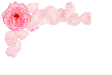 Fototapeta na wymiar Natural flower set. Beautiful floral clip art. Elegant floral frame, border, header, corner. Rose pink flowers. 