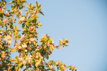 Spring flowers of apple
