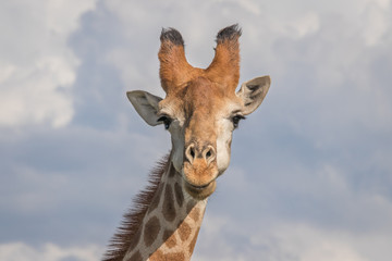 Naklejka premium The Mighty Giraffe