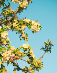 Spring flowers of apple