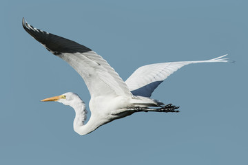 Great egret flying in the wild in North California