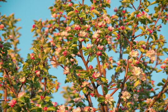 Spring flowers of apple