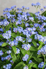 Field of forget me not flowers.