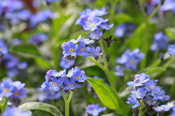 Field of forget me not flowers.