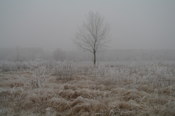Magnificent hoarfrost on birches. A winter forest on rising in a hard frost.
