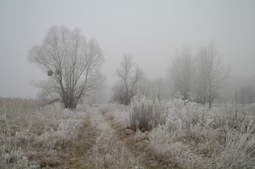 Magnificent hoarfrost on birches. A winter forest on rising in a hard frost.
