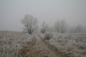 Magnificent hoarfrost on birches. A winter forest on rising in a hard frost.