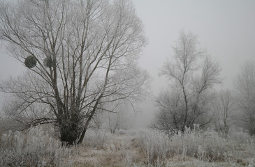 Magnificent hoarfrost on birches. A winter forest on rising in a hard frost.