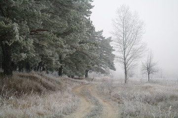 Magnificent hoarfrost on birches. A winter forest on rising in a hard frost.
