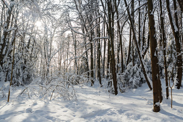 Sunny winter day in the wood covered with snow