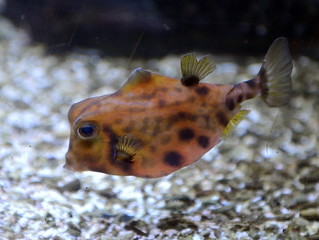 Fish Humpbacked body. (Tetrosomus gibboss)