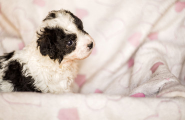 cute black and white puppy sitting on a pink mat with hearts