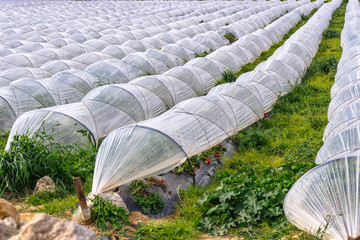 Growing of strawberries under low polyethylene tunnels