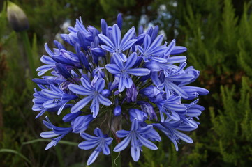 Schmucklilie Agapanthus (praecox)