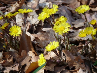 Gelbe Blüten im Herbstlaub