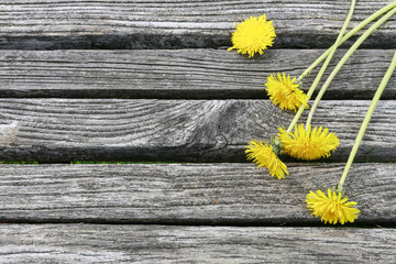 Dandelions (Taraxacum officinale) on wooden table