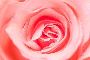 Naklejka na ściany i meble Pink rose close up