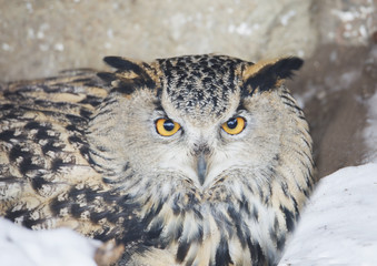 Птица филин