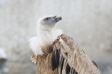 Белоголовый сип ( Griffon vulture)