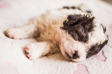 cute black and white puppy sleeping on a pink mat with hearts