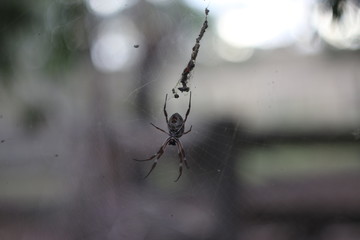 Spider in web