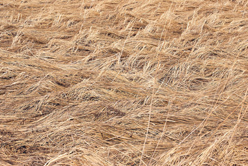 Dry grass. Natural background. Straw