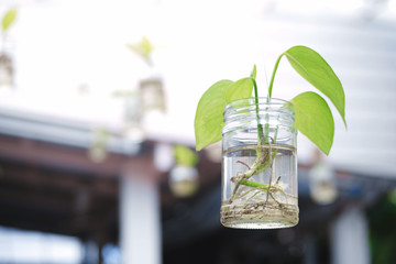 Epipremnum aureum or Golden pothos in glass bottle.