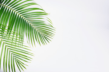 Fototapeta premium Green palm leaves isolated on white background.
