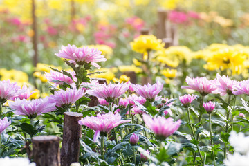 Beautiful of Chrysanthemums flowers outdoors,Daisies in the agriculture garden,Chrysanthemums in the Park