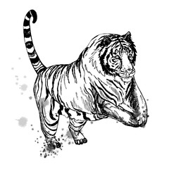 Fototapeta na wymiar Hand drawn sketch style tiger. Vector illustration isolated on white background.
