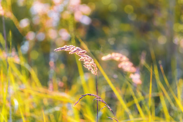 the grass glows in the setting sun, on blurred background with lush meadows, with the bokeh effect