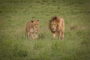 King of the Jungle