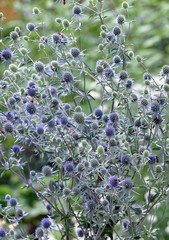 Blaue Zierdistel