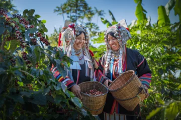 Fototapeten Happy woman Akha hill after harvest arabica coffee berries in basket wood at garden. © kamonrat