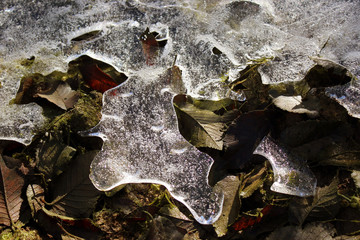 hielo de invierno sobre las plantas