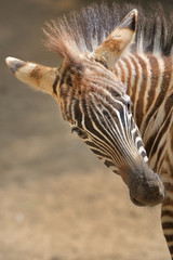  Zebra,
