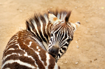  Zebra,