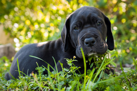 beautiful black Great Dane dog puppy portrait
