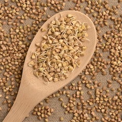 Wooden spoon. Buckwheat porridge. Brown background. Cereal sprouts
