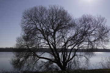Arbre à contre-jour